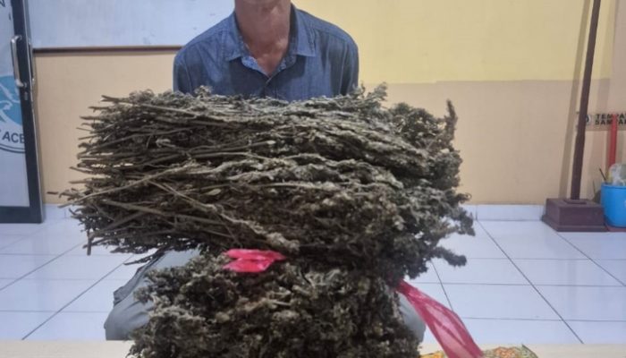 Satresnarkoba Polres Aceh Timur Berhasil Gagalkan Upaya Peredaran Narkoba Jenis Ganja*