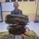 Satresnarkoba Polres Aceh Timur Berhasil Gagalkan Upaya Peredaran Narkoba Jenis Ganja*