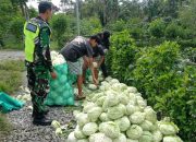 Babinsa Bantu Petani Desa Delung Asli Panen Sayuran Kubis