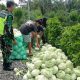 Babinsa Bantu Petani Desa Delung Asli Panen Sayuran Kubis
