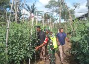 Babinsa Dampingi Petani Merawat Tanaman Tomat, Upaya Memenuhi Kebutuhan Pangan Secara Mandiri