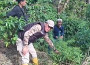 Polres Bener Meriah Ungkap Ladang Ganja Tersembunyi di Kebun Kopi, Satu Pelaku Diamankan