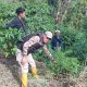 Polres Bener Meriah Ungkap Ladang Ganja Tersembunyi di Kebun Kopi, Satu Pelaku Diamankan
