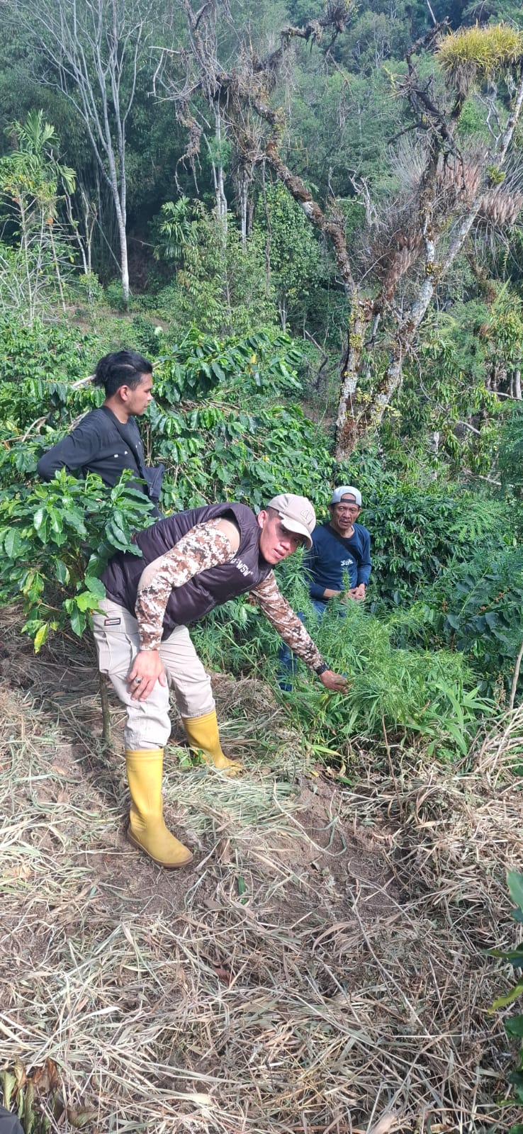 Polres Bener Meriah Ungkap Ladang Ganja Tersembunyi di Kebun Kopi, Satu Pelaku Diamankan