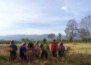 Sukseskan Program Ketahanan Pangan, Babinsa Turun Ke Sawah Bantu Petani Panen