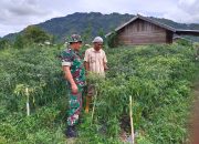 Babinsa Bantu Warga Cek Tanaman Cabai di Desa Bukit Sari