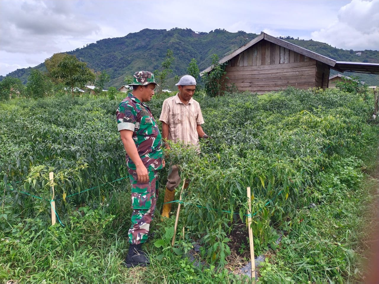 Babinsa Bantu Warga Cek Tanaman Cabai di Desa Bukit Sari