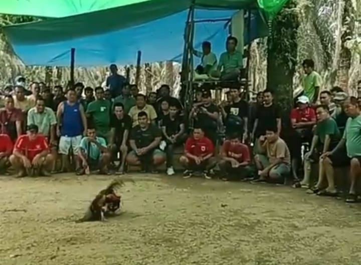 Judi Sabung Ayam Cemari HUT RI ke-80 di Sekadau, APH Dinilai Tutup Mata