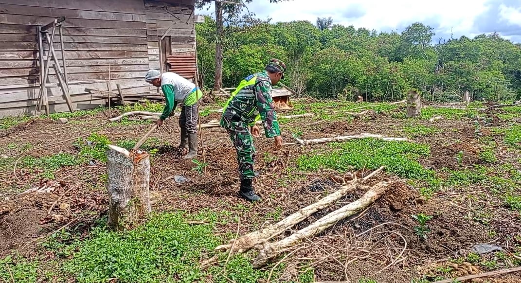 Dukung Ketahanan Pangan, Babinsa Koramil 01/Bandar Bantu Petani Tanam Kopi Arabika Dukung Ketahanan Pangan, Babinsa Koramil 01/Bandar Bantu Petani Tanam Kopi Arabika
