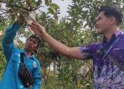 BINUS @Malang Kembangkan Inovasi Teknologi Atasi Penyakit dan Hama pada Apel Manalagi BINUS @Malang Kembangkan Inovasi Teknologi Atasi Penyakit dan Hama pada Apel Manalagi
