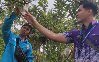 BINUS @Malang Kembangkan Inovasi Teknologi Atasi Penyakit dan Hama pada Apel Manalagi BINUS @Malang Kembangkan Inovasi Teknologi Atasi Penyakit dan Hama pada Apel Manalagi