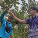 BINUS @Malang Kembangkan Inovasi Teknologi Atasi Penyakit dan Hama pada Apel Manalagi
