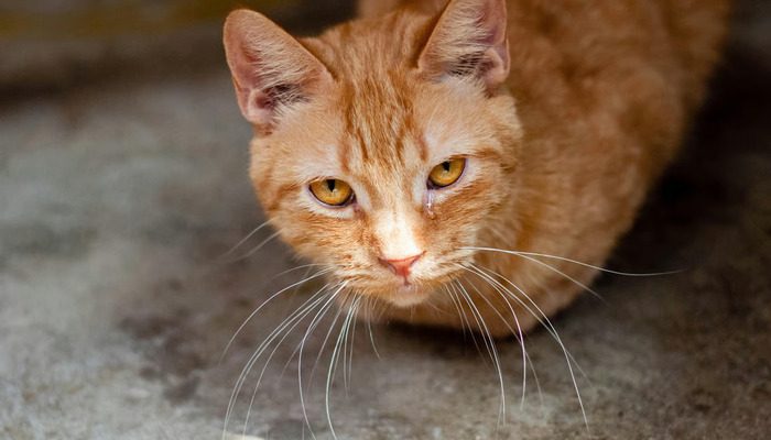 Hal yang Harus Dilakukan Saat Kucing Flu