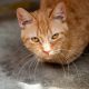 Hal yang Harus Dilakukan Saat Kucing Flu