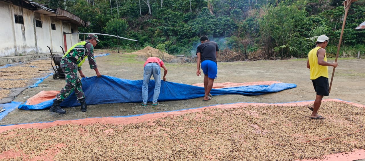 Dukungan Terhadap Ketahanan Pangan, Babinsa Bantu Warga Proses Penjemuran Gabah Kopi