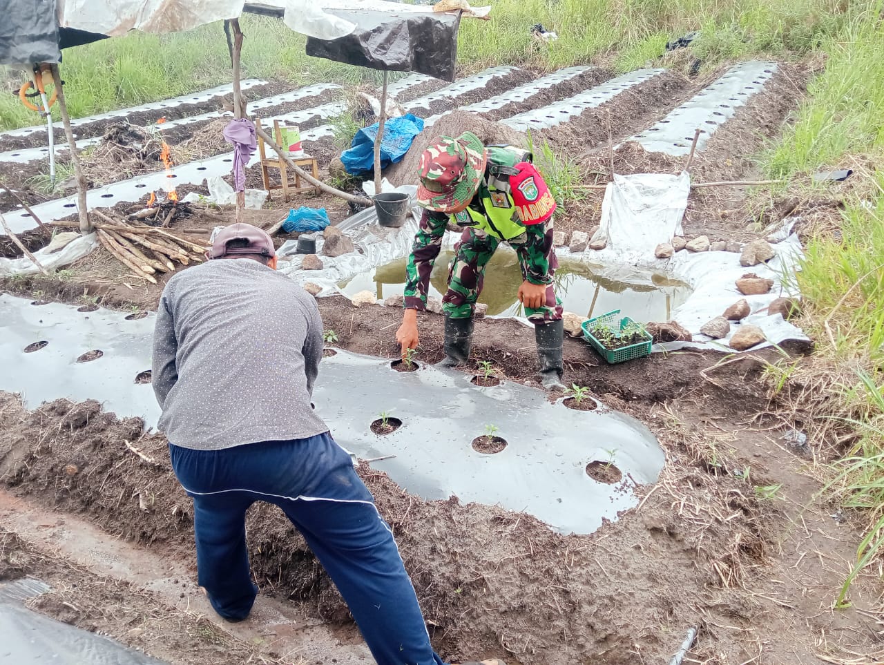 Babinsa Terus Lakukan Pendampingan Pertanian, Dukung Program Han Pangan Pemerintah Babinsa Terus Lakukan Pendampingan Pertanian, Dukung Program Han Pangan Pemerintah