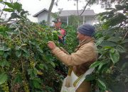 Wujudkan Ketahanan Pangan Tingkat Desa, Babinsa Aktif Dampingi Petani Tingkatkan Hasil Pertanian