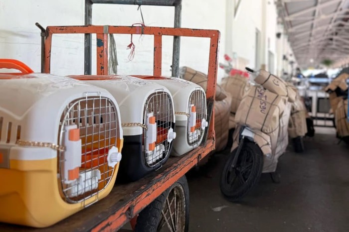KAI Logistik Catat Pengiriman Lebih Dari 116 Ribu Hewan Peliharaan Hingga Triwulan III Tahun 2025