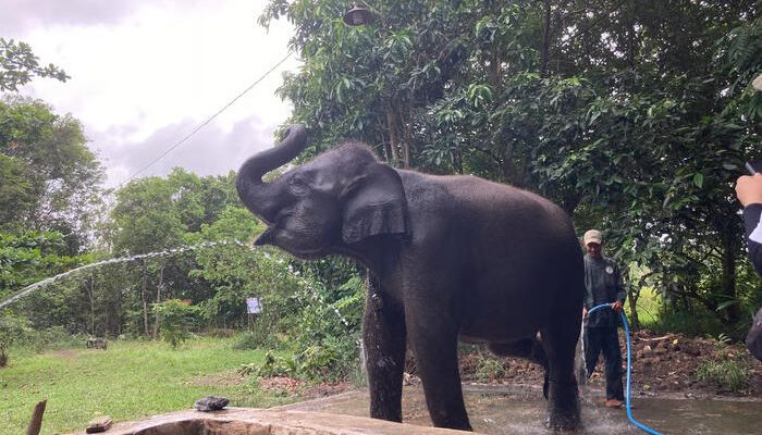 LindungiHutan Tanam Pohon di Way Kambas, Perkuat Habitat Gajah Sumatra yang Kian Menyusut
