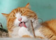 Berikut Cara Kucing Cepat Gemuk dengan Wet Food Bernutrisi Berikut Cara Kucing Cepat Gemuk dengan Wet Food Bernutrisi