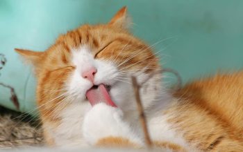 Berikut Cara Kucing Cepat Gemuk dengan Wet Food Bernutrisi Berikut Cara Kucing Cepat Gemuk dengan Wet Food Bernutrisi
