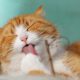 Berikut Cara Kucing Cepat Gemuk dengan Wet Food Bernutrisi