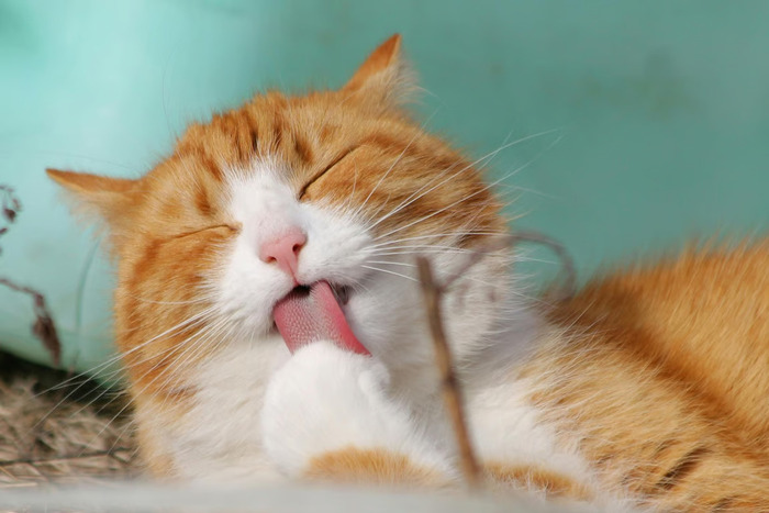 Berikut Cara Kucing Cepat Gemuk dengan Wet Food Bernutrisi Berikut Cara Kucing Cepat Gemuk dengan Wet Food Bernutrisi