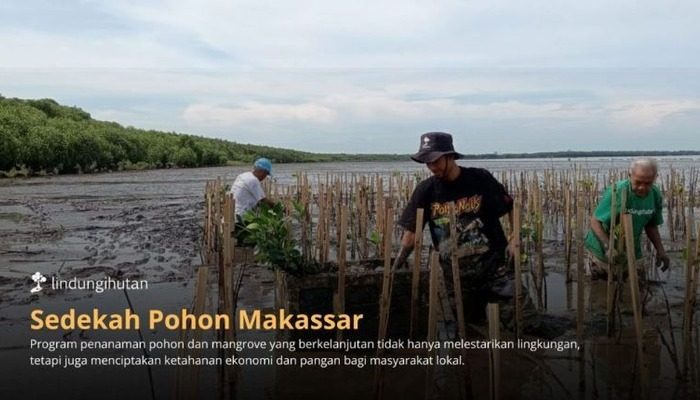 Abrasi Ancam Makassar, LindungiHutan Ajak Publik Berdonasi Pohon untuk Rehabilitasi Pesisir Untia