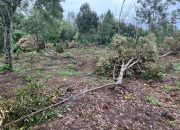 Kawanan Gajah Liar Kembali Rusak Perkebunan Warga di Blang Rakal