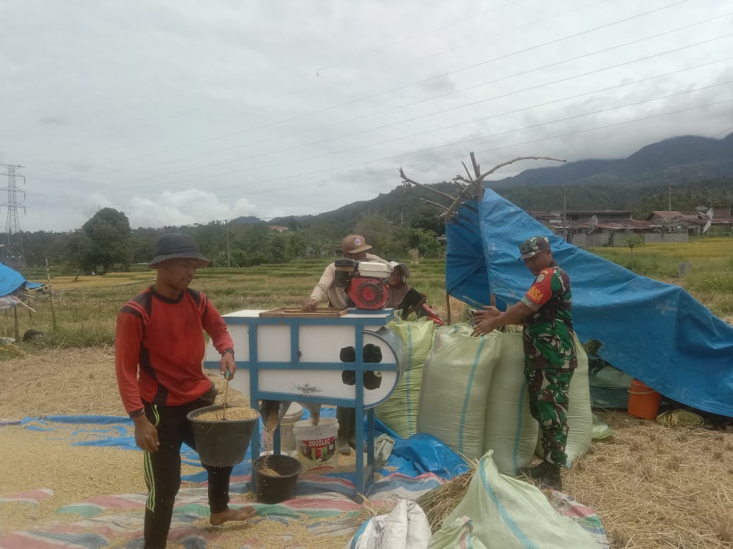 Wujudkan Ketahanan Pangan Nasional, Babinsa Koramil 03/TG Bantu Petani Panen Padi