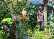 Bantu Merawat Tanaman, Upaya Babinsa Sukseskan Program Ketahanan Pangan
