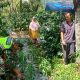 Bantu Merawat Tanaman, Upaya Babinsa Sukseskan Program Ketahanan Pangan