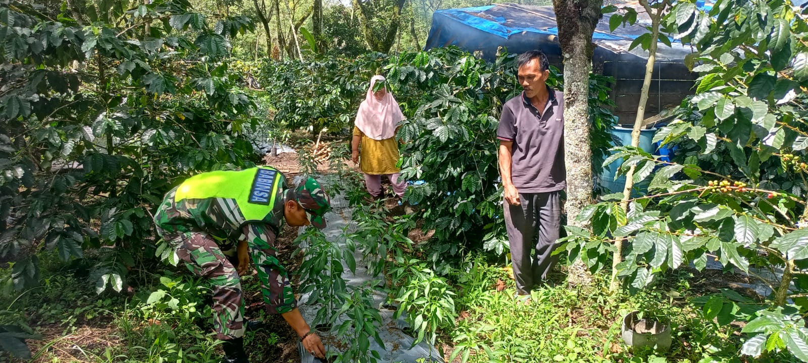 Bantu Merawat Tanaman, Upaya Babinsa Sukseskan Program Ketahanan Pangan