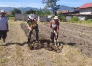 Babinsa Olah Lahan Pertanian Bersama Para Petani Wujudkan Ketahanan Pangan Di Wilayah