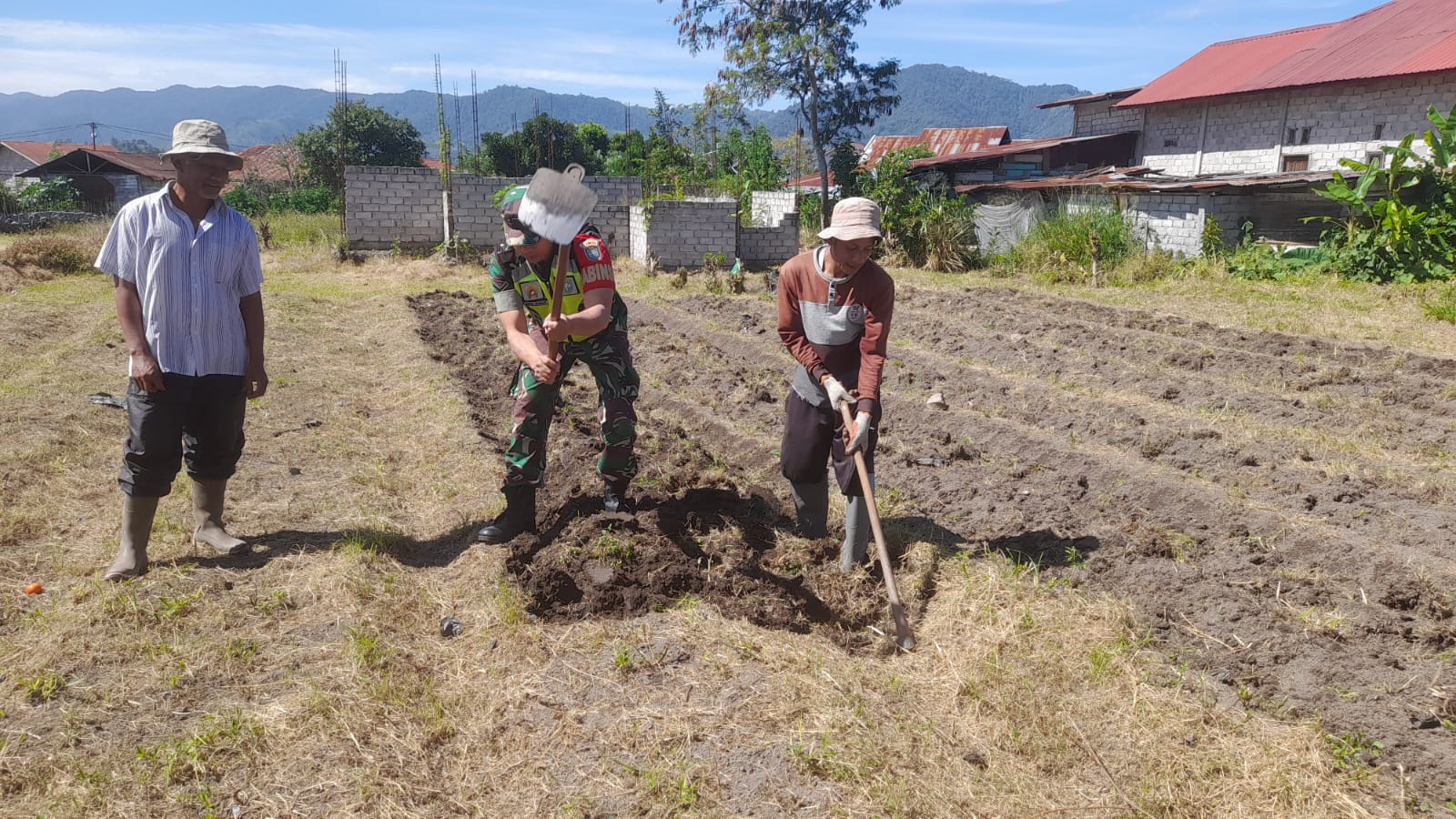 Babinsa Olah Lahan Pertanian Bersama Para Petani Wujudkan Ketahanan Pangan Di Wilayah