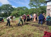 Babinsa Koramil 06/Bukit Turun Tangan Bantu Pemanfaatan Lahan Kosong Wujudkan Ketahanan Pangan
