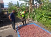 Wujudkan Swasembada Pangan Berkelanjutan, Babinsa Koramil 06/Bukit Dampingi Kegiatan Pertanian