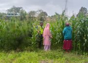 Jaga Keberhasilan Progam Ketahanan Pangan, Babinsa Pantau Tumbuh Kembang Tanaman Jagung