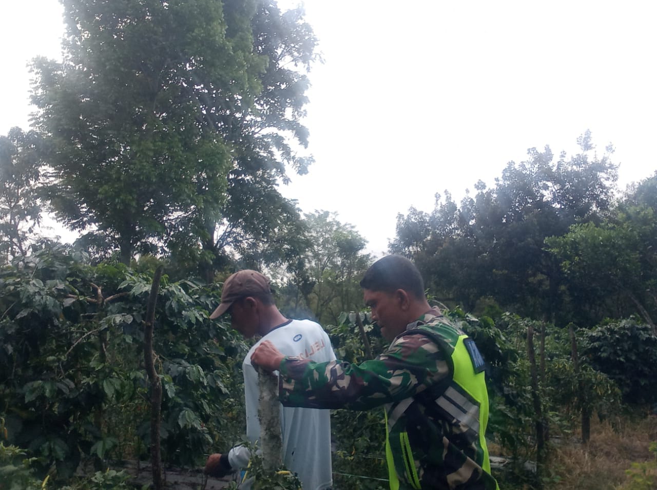 Perkokoh Ketahanan Pangan, Babinsa Koramil 06/Bukit Dengarkan Keluh Kesah Petani