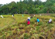 Jaga Ketahanan Pangan Di Wilayah, Babinsa Turun Ke Sawah Bantu Petani Panen Padi