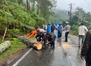 Respon Cepat Polres Aceh Tengah, Arus Lalu Lintas Jalur Takengon–Bintang Kembali Normal Usai Pohon Tumbang Respon Cepat Polres Aceh Tengah, Arus Lalu Lintas Jalur Takengon–Bintang Kembali Normal Usai Pohon Tumbang