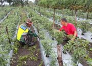 Babinsa Dorong Kemajuan Sektor Pertanian, Wujudkan Ketahanan Pangan Di Wilayah