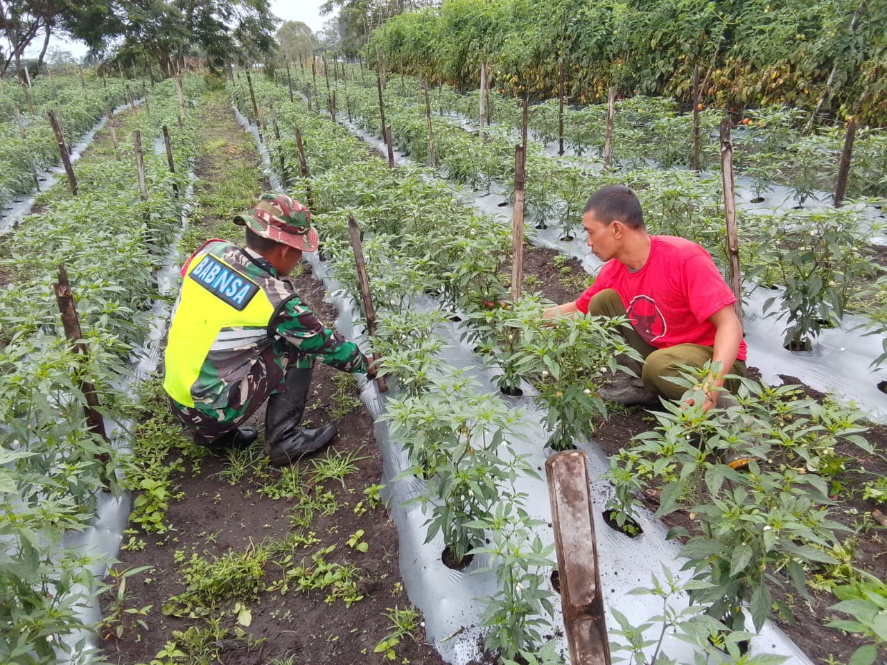 Babinsa Dorong Kemajuan Sektor Pertanian, Wujudkan Ketahanan Pangan Di Wilayah