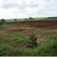 Dari Lahan Tandus ke Desa Produktif, Koranji Subang Bersama LindungiHutan