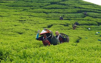 Holding Perkebunan Nusantara Perkuat Komoditas Strategis Melalui Replanting 14.000 Hektare PTPN I Regional 2