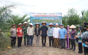 Petani Sawit OKI Manfaatkan 778 Hektare Lahan PSR untuk Tanam Padi Gogo