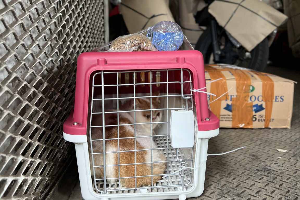 Pengiriman Hewan Peliharaan KAI Logistik Tumbuh, Jadi Solusi Mudik dan Libur Nataru Bersama Hewan Kesayangan