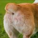 Solusi Mengatasi Ruam Popok Pada Anjing
