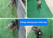 Lapor pak panglima TNI , pak kapolri ,Kapolda ,Diduga Dibekingi Oknum Letnan, Judi Sabung Ayam dan Dadu Goncang Mulai Beroperasi di Km 13 Arah Kijang Aparat Polresta Tanjungpinang Disorot dan Diminta Bertindak