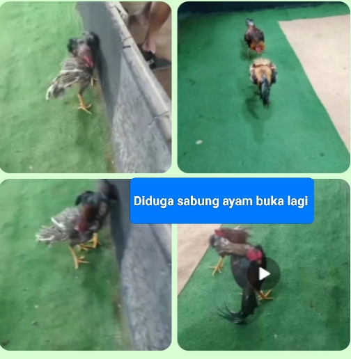 Lapor pak panglima TNI , pak kapolri ,Kapolda ,Diduga Dibekingi Oknum Letnan, Judi Sabung Ayam dan Dadu Goncang Mulai Beroperasi di Km 13 Arah Kijang Aparat Polresta Tanjungpinang Disorot dan Diminta Bertindak